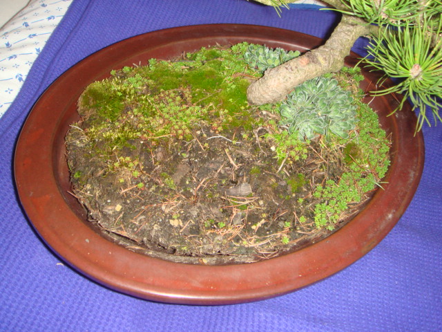 DSC01247.JPG