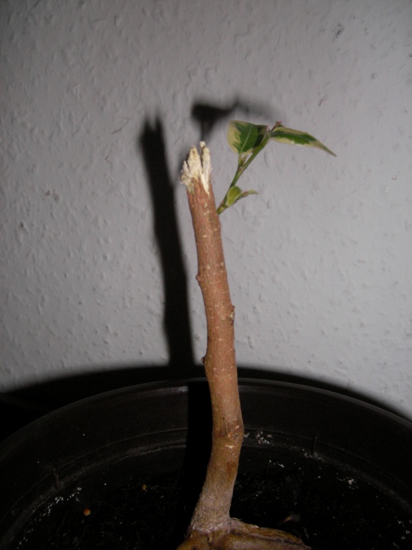 SANY0010.jpg