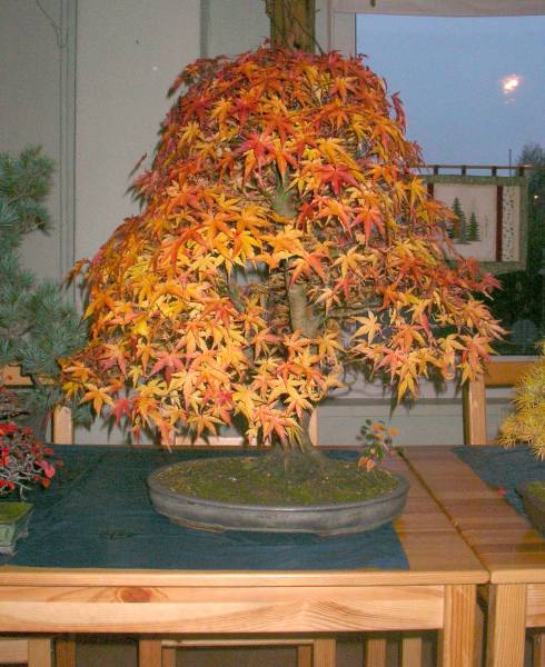 A_palmatum von Hans Kastner,<br />mehr als. 25 Jahre aus Jungpflanze<br />gestaltet.
