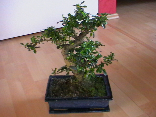 IMGA0003.JPG