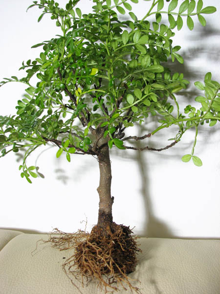Baum und Ballen