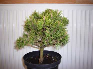 bonsai 2.jpg