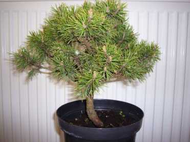 bonsai 1.jpg