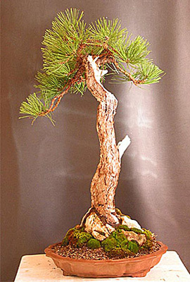 Pinus nigra