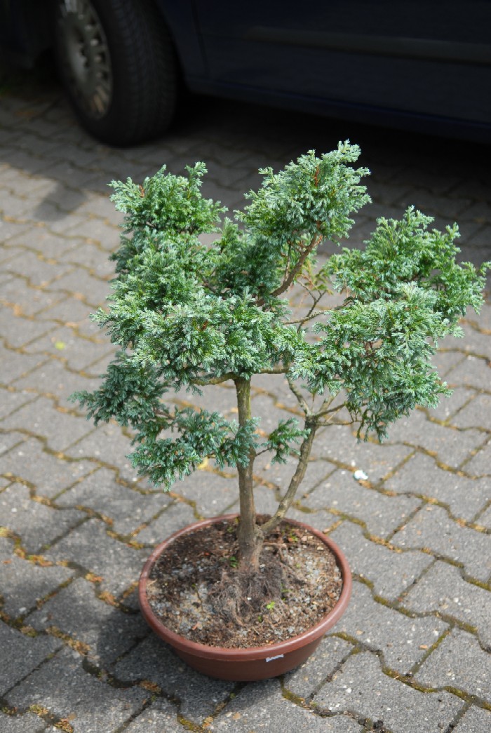 bonsai2.jpg