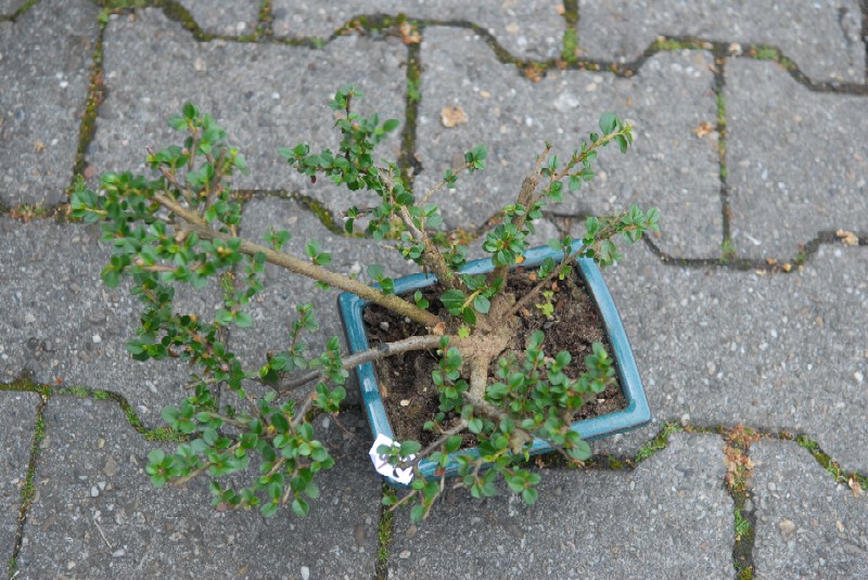 bonsai1.jpg