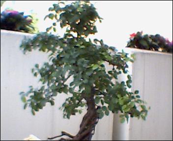 hier das wackelige erste Foto... Aber kann froh sein, dass ich den Baum und nicht meine Zehen drauf hatte... :lol: