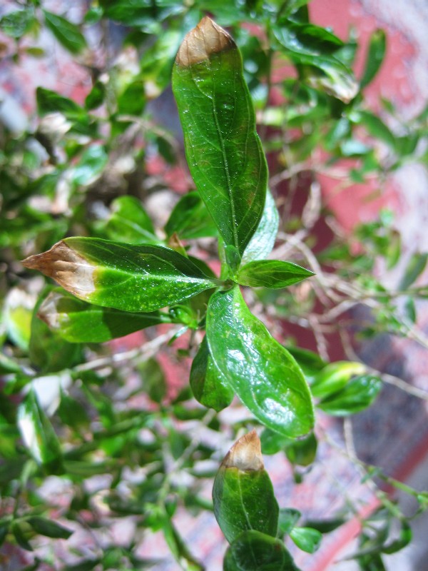 2008-05-25-09_34_03a.jpg