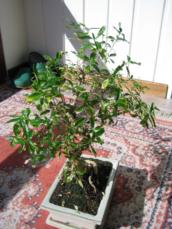 2008-05-25-09_33_47a.jpg