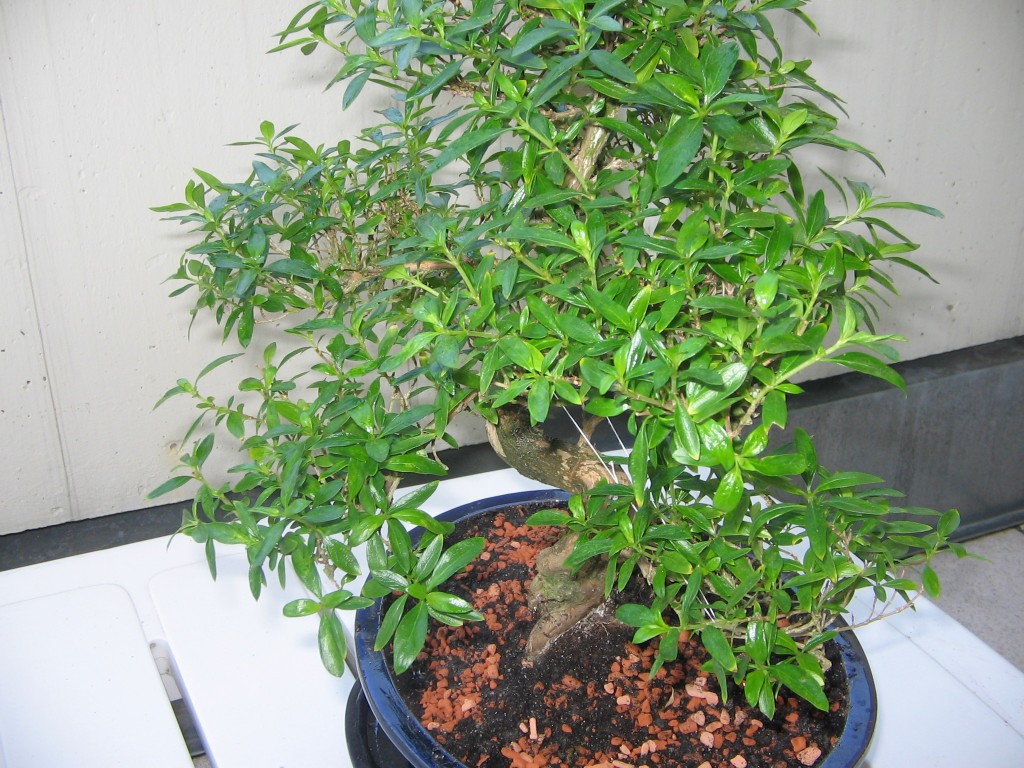 Digicam Bilder-Bonsai Serissa 004kl.jpg