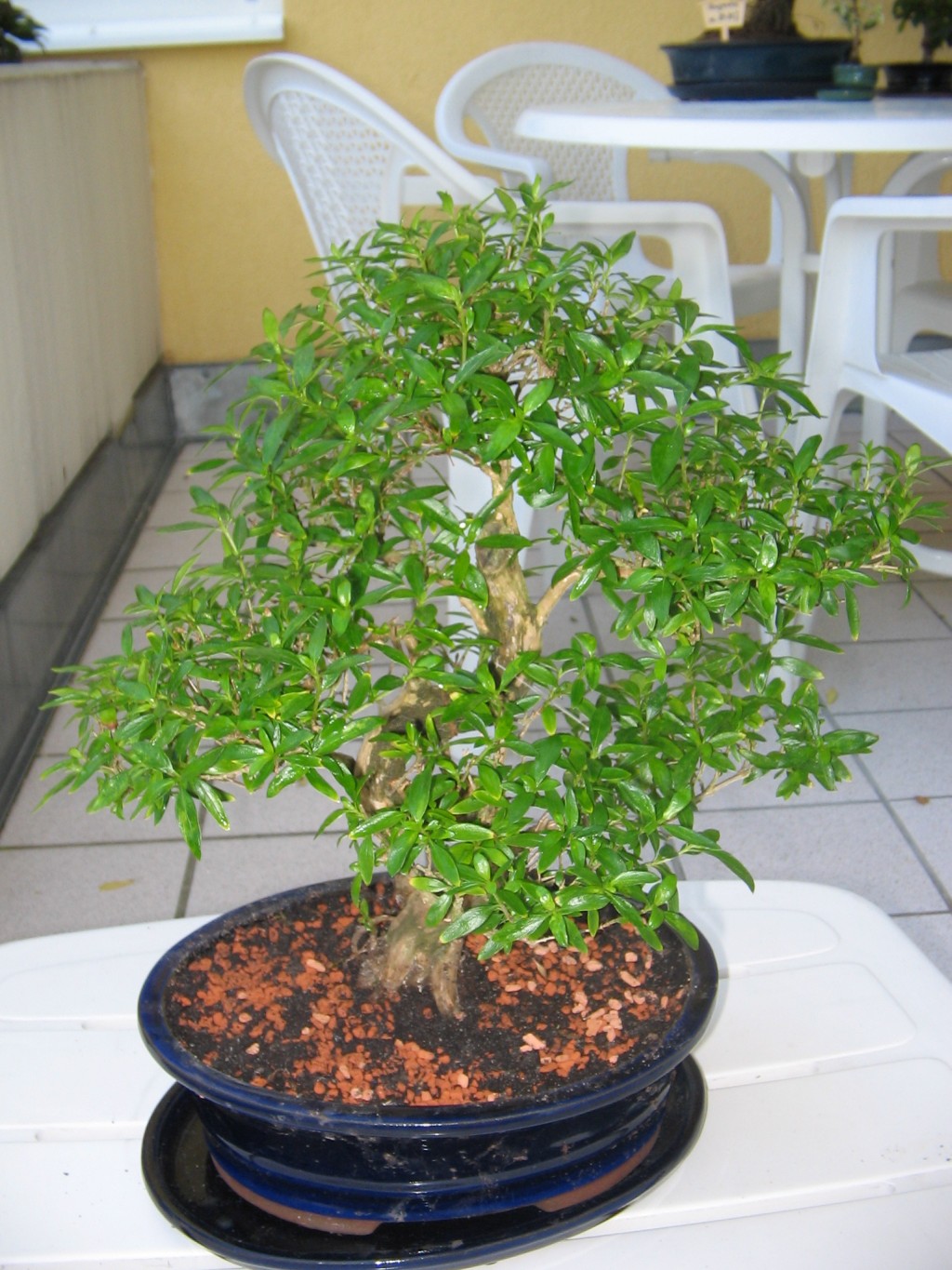 Digicam Bilder-Bonsai Serissa 003kl.jpg
