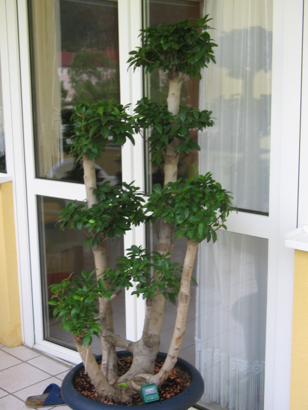 Digicam Bilder-Bonsai 009.jpg