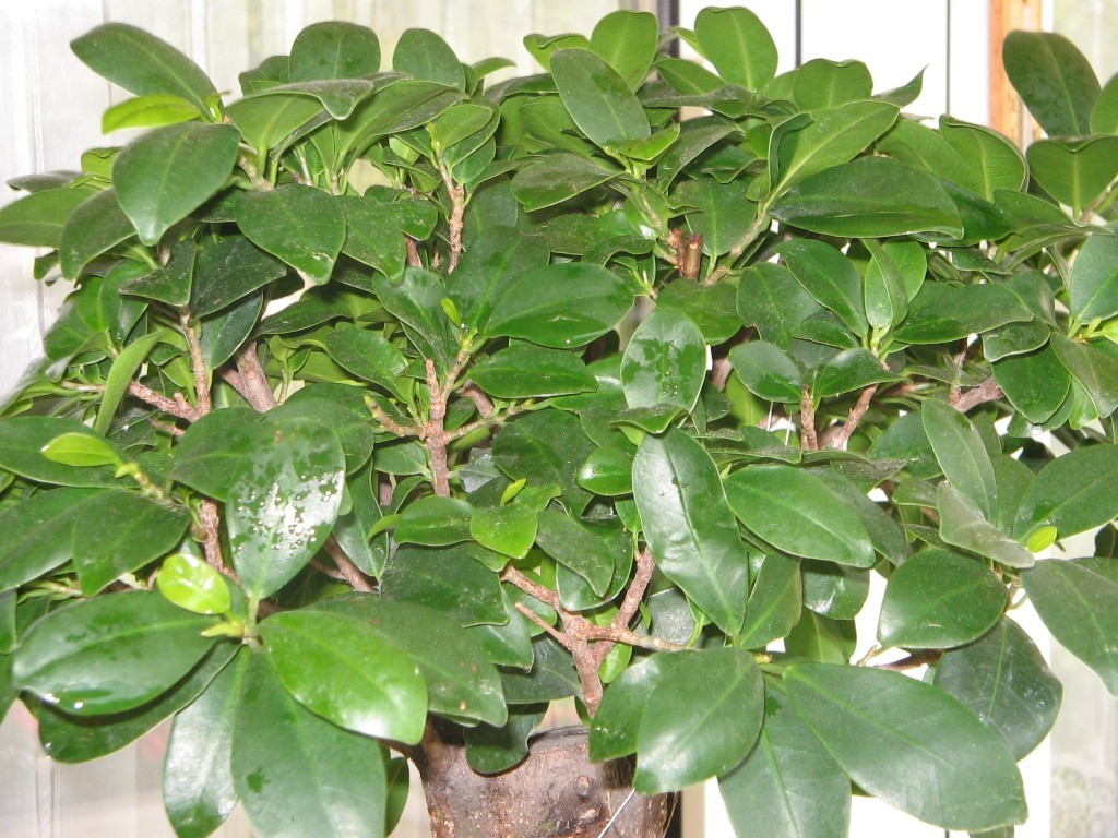 Digicam Bilder-Bonsai 007.jpg