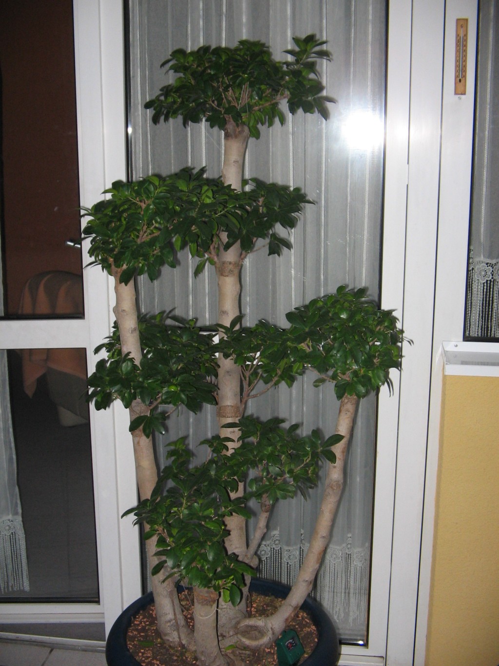 Digicam Bilder-Bonsai 002.jpg