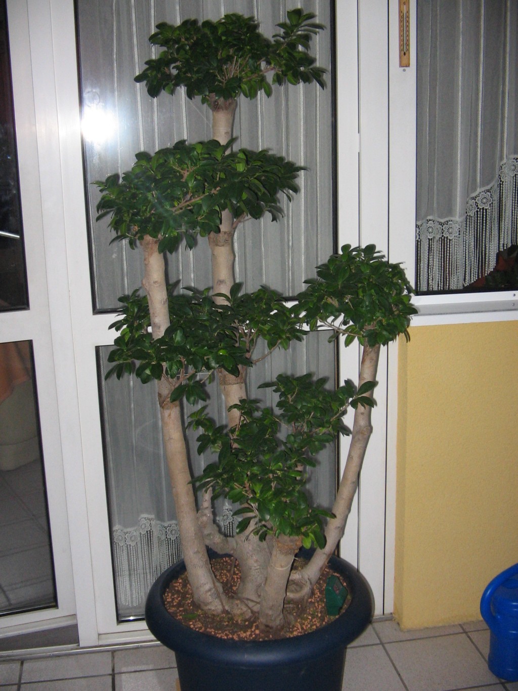 Digicam Bilder-Bonsai 001.jpg