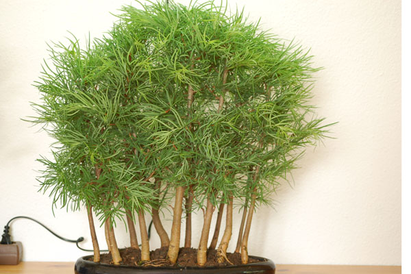 Goldlärchenwald gerade ausgepackt