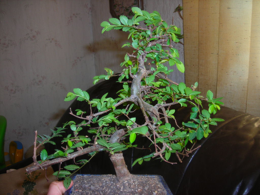 DSCN1654.JPG