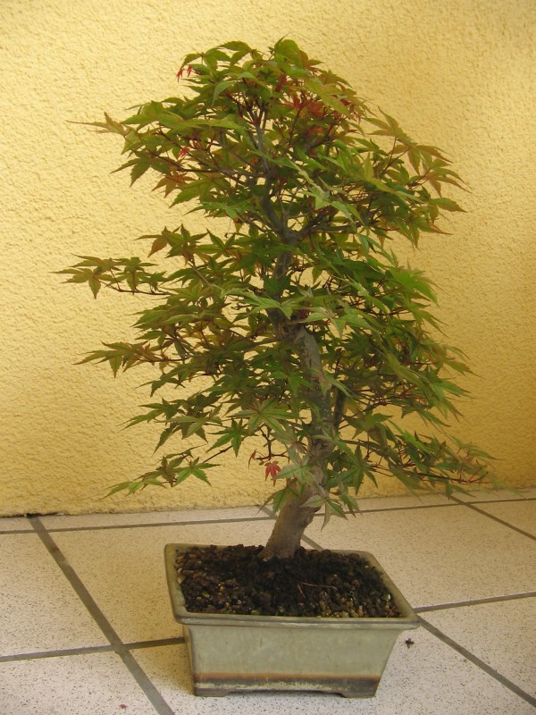 Digicam Bilder-Ahorn 004.jpg