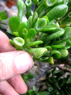 Crassula monstrosa