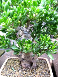Crassula monstrosa