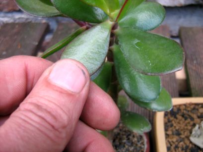 Crassula ovata