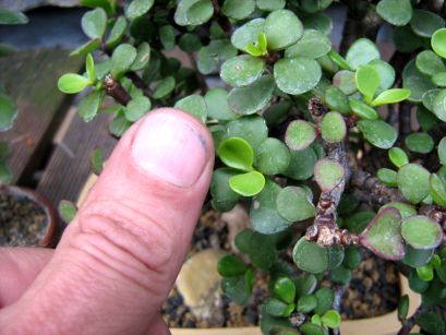 Portulacaria afra