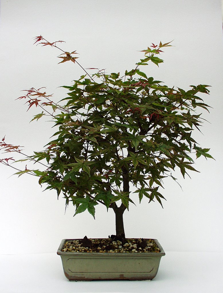 Deshojo jetzt (ok, am Wochenende wird er geschnitten, grins)