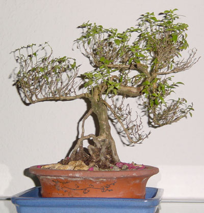 Dsc00001.jpg
