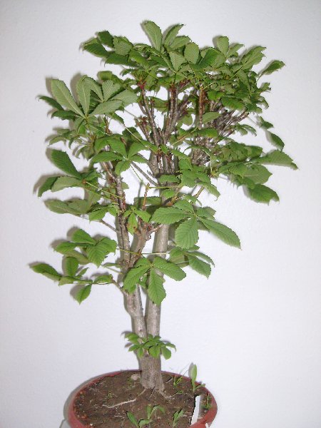Bonsai4_012_450x600.jpg