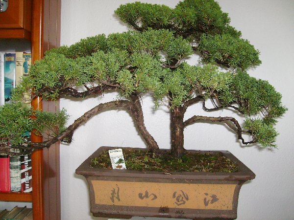 Bonsai5_001_600x450.jpg