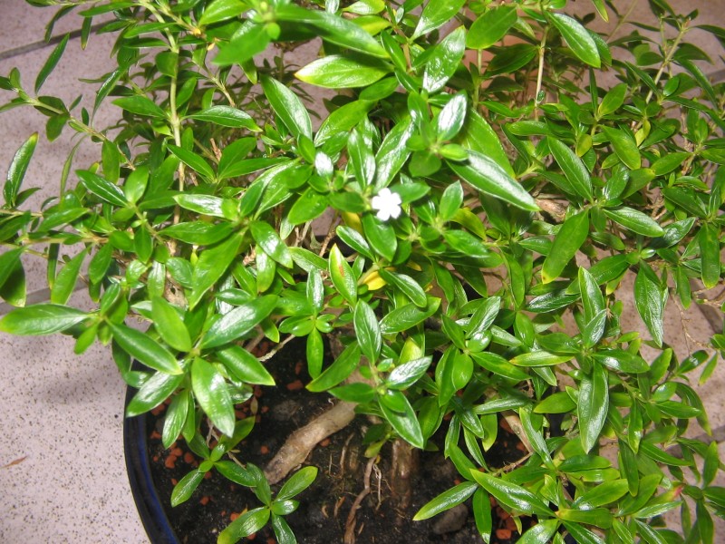 Digicam Bilder-Serissa 002.jpg