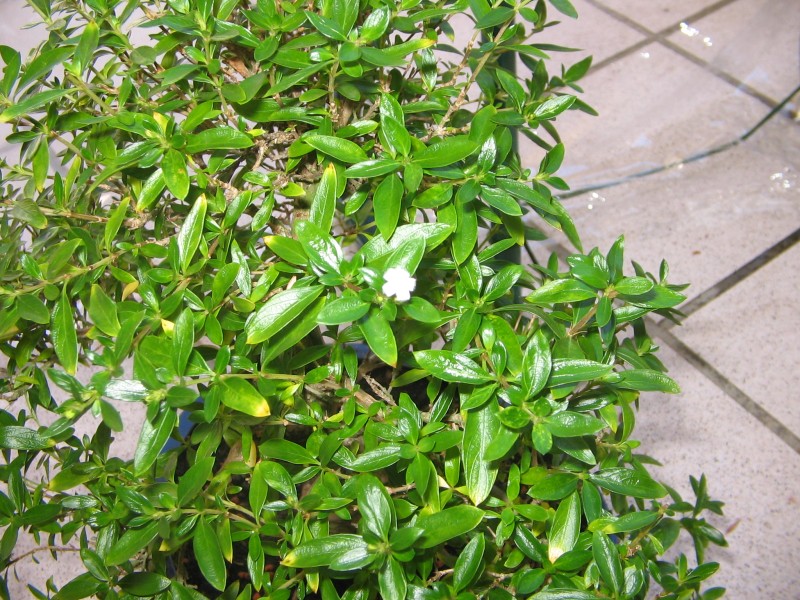Digicam Bilder-Serissa 001.jpg