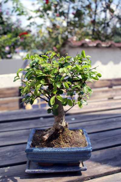 Mein Bonsai