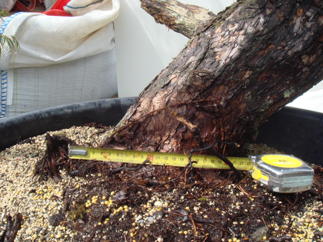 bonsai yamadori.png