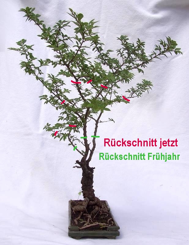 zelkova_serrata_tp.jpg