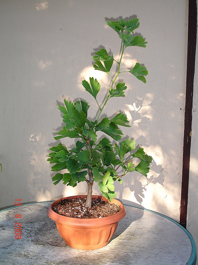 DSC02163-kl.jpg