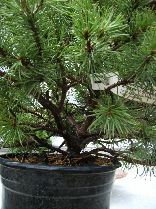 Pinus Mugo 003.jpg