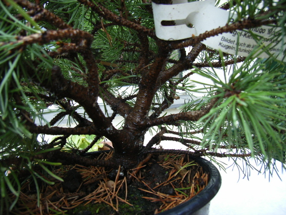 Pinus Mugo 002.jpg