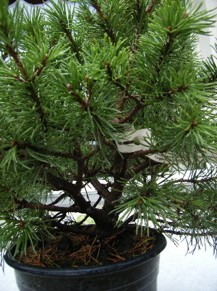 Pinus Mugo 001.jpg