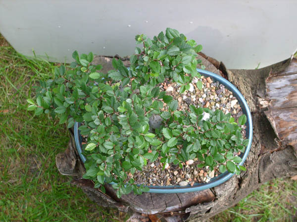 Dies ist auf jeden Fall oben.