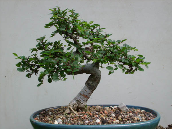 Dies könnte vorne sein