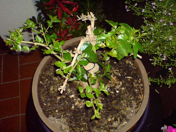 Bonsai.JPG