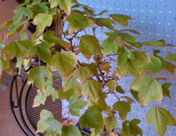 DSC00036.JPG.JPG
