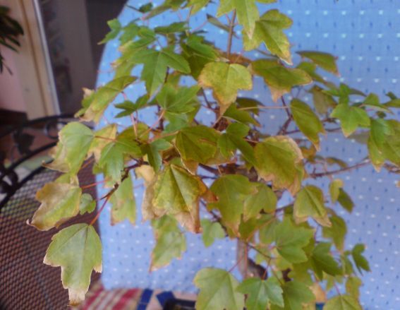 DSC00035.JPG.JPG