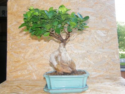 Mein Ficus...