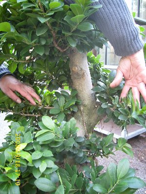 Bonsai6_049_300x400.jpg