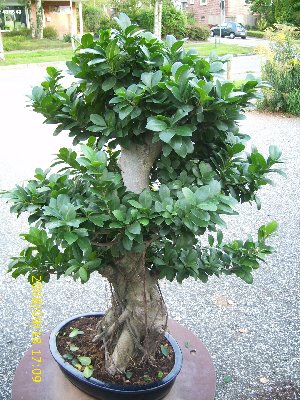 Bonsai6_045_300x400.jpg