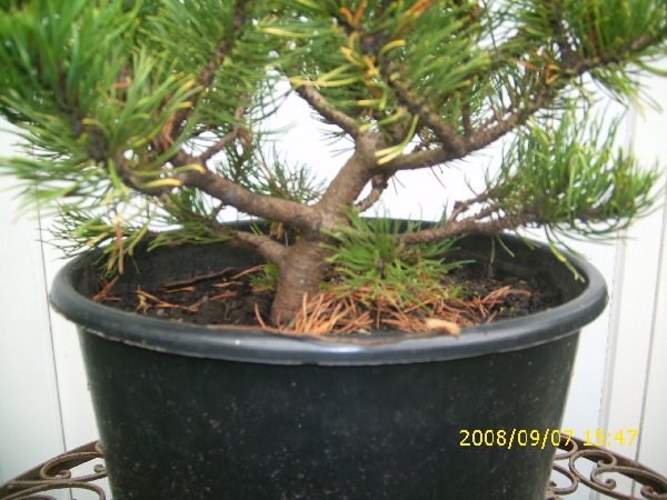 Bonsai6_011_600x450.jpg