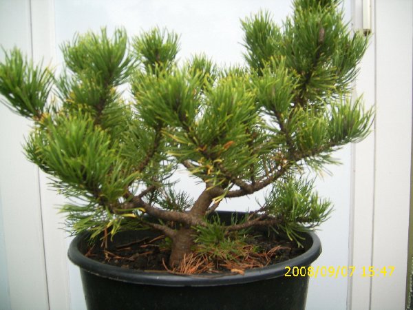 Bonsai6_010_600x450.jpg