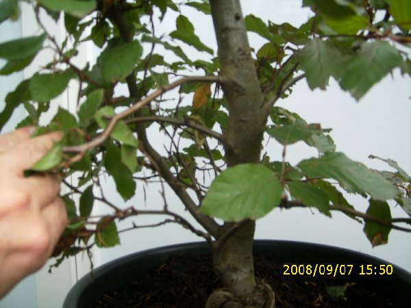 Bonsai6_018_600x450.jpg